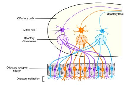 the glomeruli in olfaction are similar to the